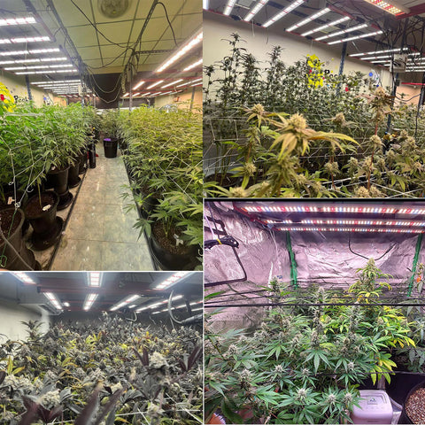 M400 Boxy - Vollspektrum LED Growlight - The Orange Spot