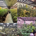 M400 Boxy - Vollspektrum LED Growlight - The Orange Spot