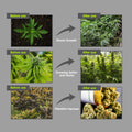 M600 Square - Vollspektrum LED-Growleuchte - The Orange Spot